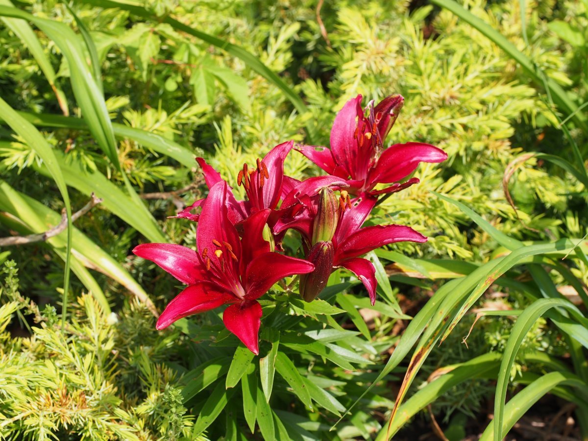 Лилия Тайни Гоуст азиатская низкорослая - фото 2