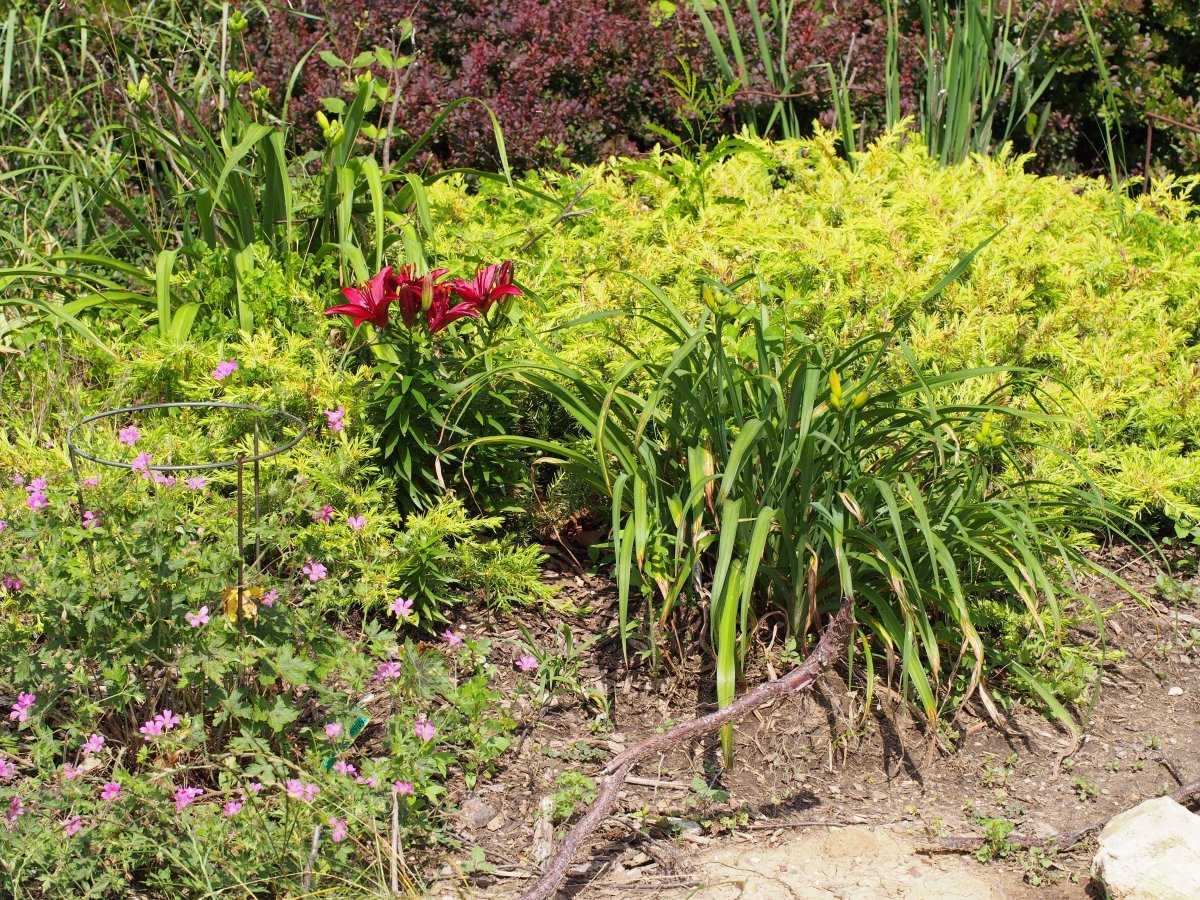 Лилия Тайни Гоуст азиатская низкорослая