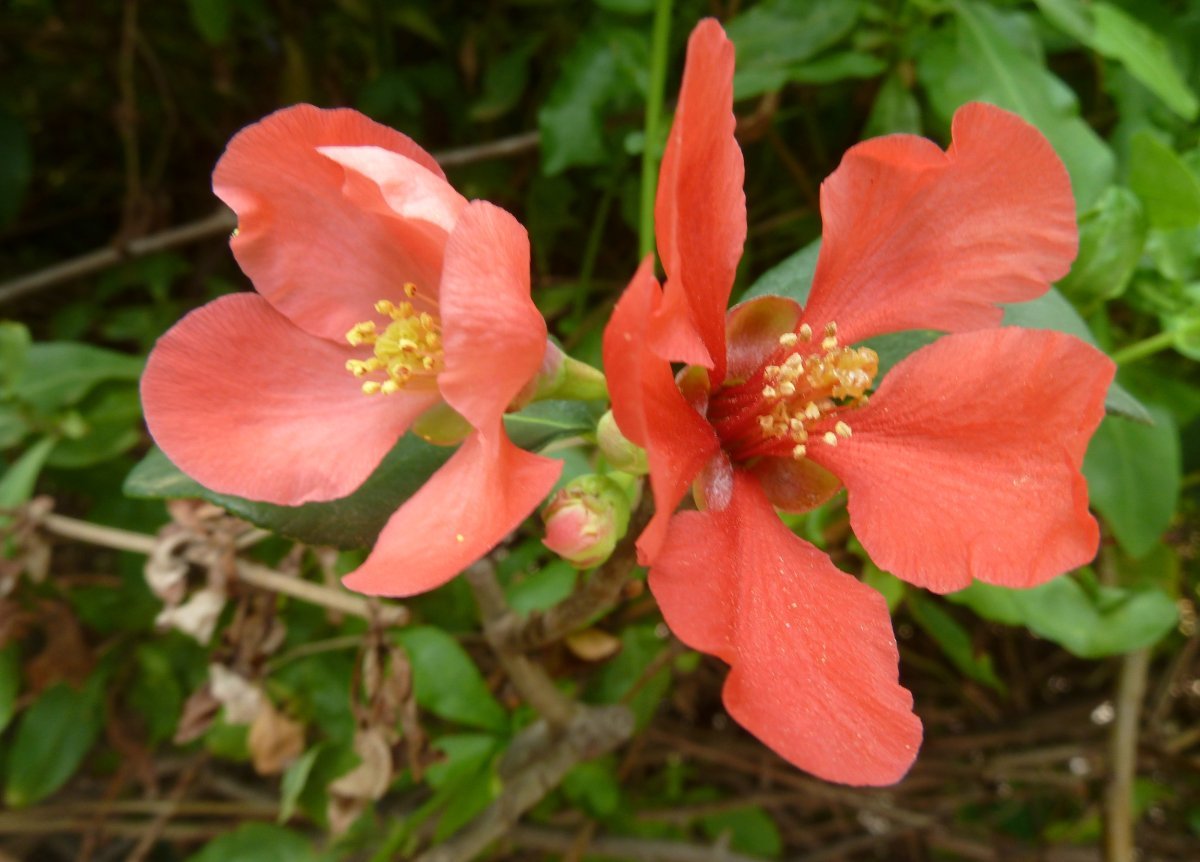 Айва Пинк Леди - фото 3