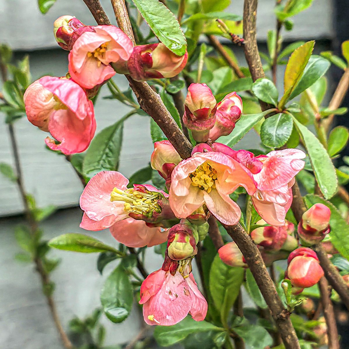 Айва Пинк Леди - фото 4