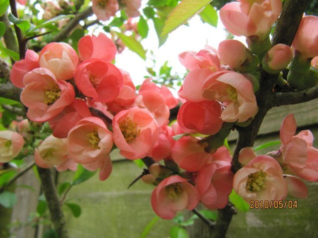 Айва Пинк Леди