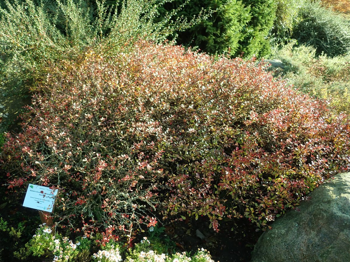 Барбарис Тунберга Атропурпуреа Нана - фото 3