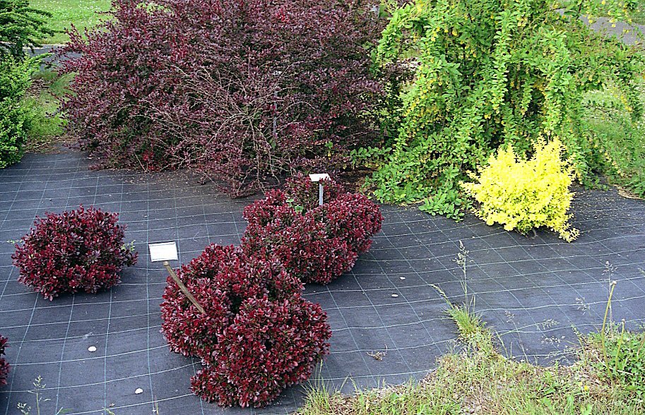 Барбарис Тунберга Атропурпуреа Нана