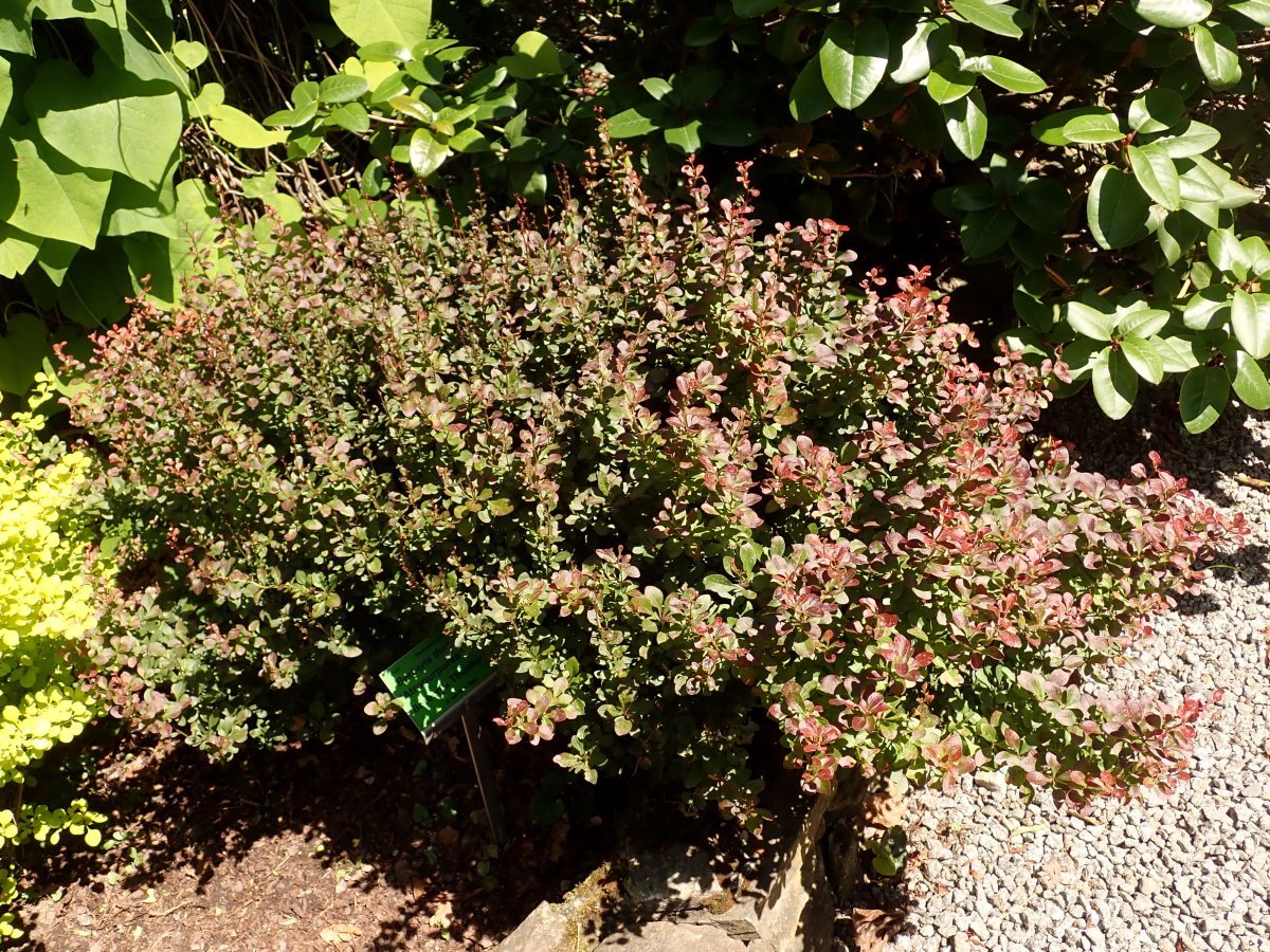 Барбарис Тунберга Атропурпуреа Нана - фото 5