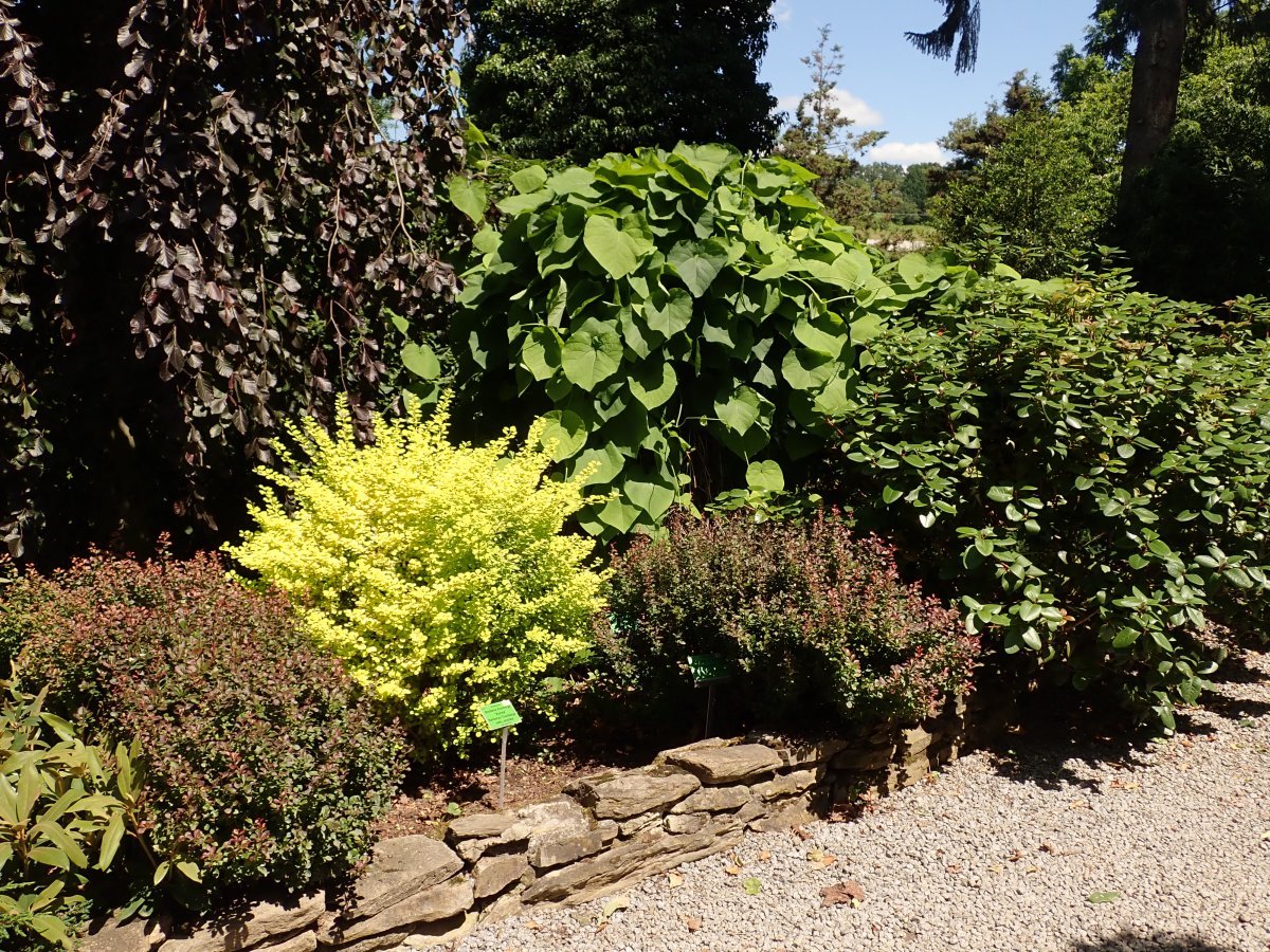 Барбарис Тунберга Атропурпуреа Нана - фото 7