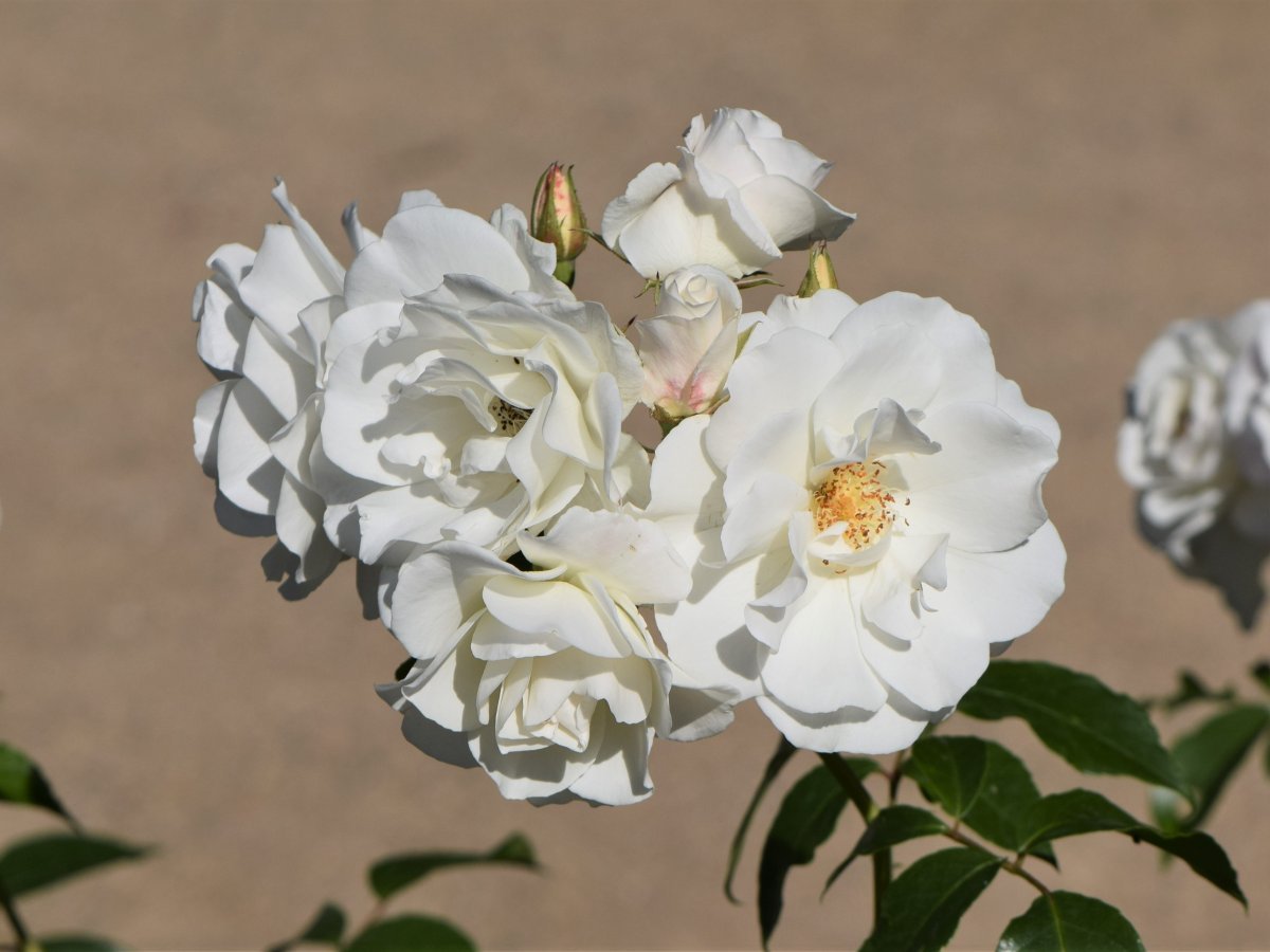 Роза парковая Шнеевиттхен - фото 9