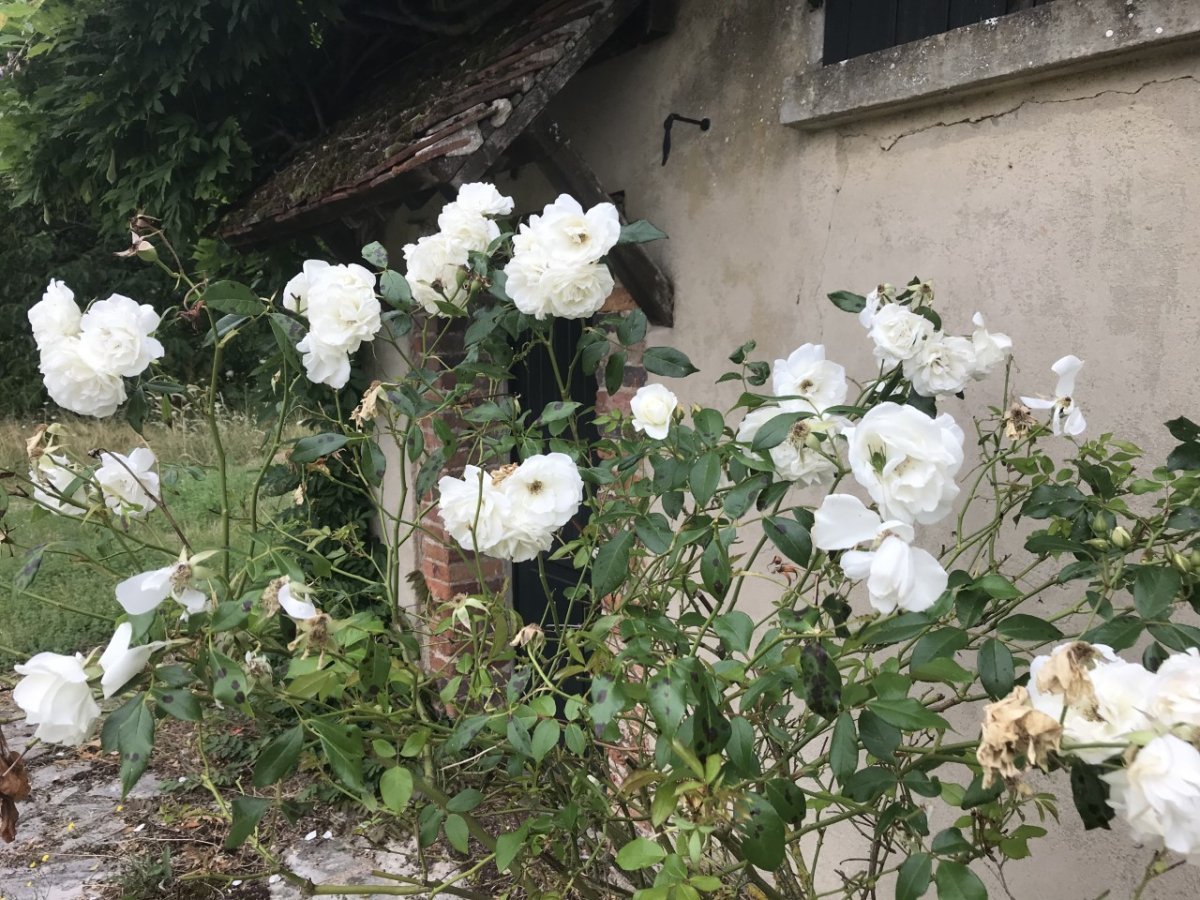 Роза парковая Шнеевиттхен - фото 4