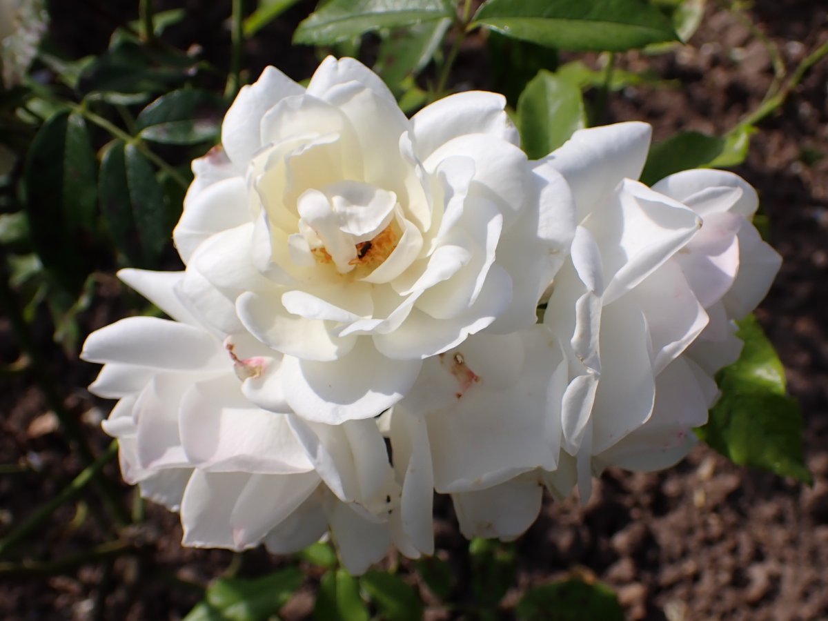 Роза парковая Шнеевиттхен - фото 10