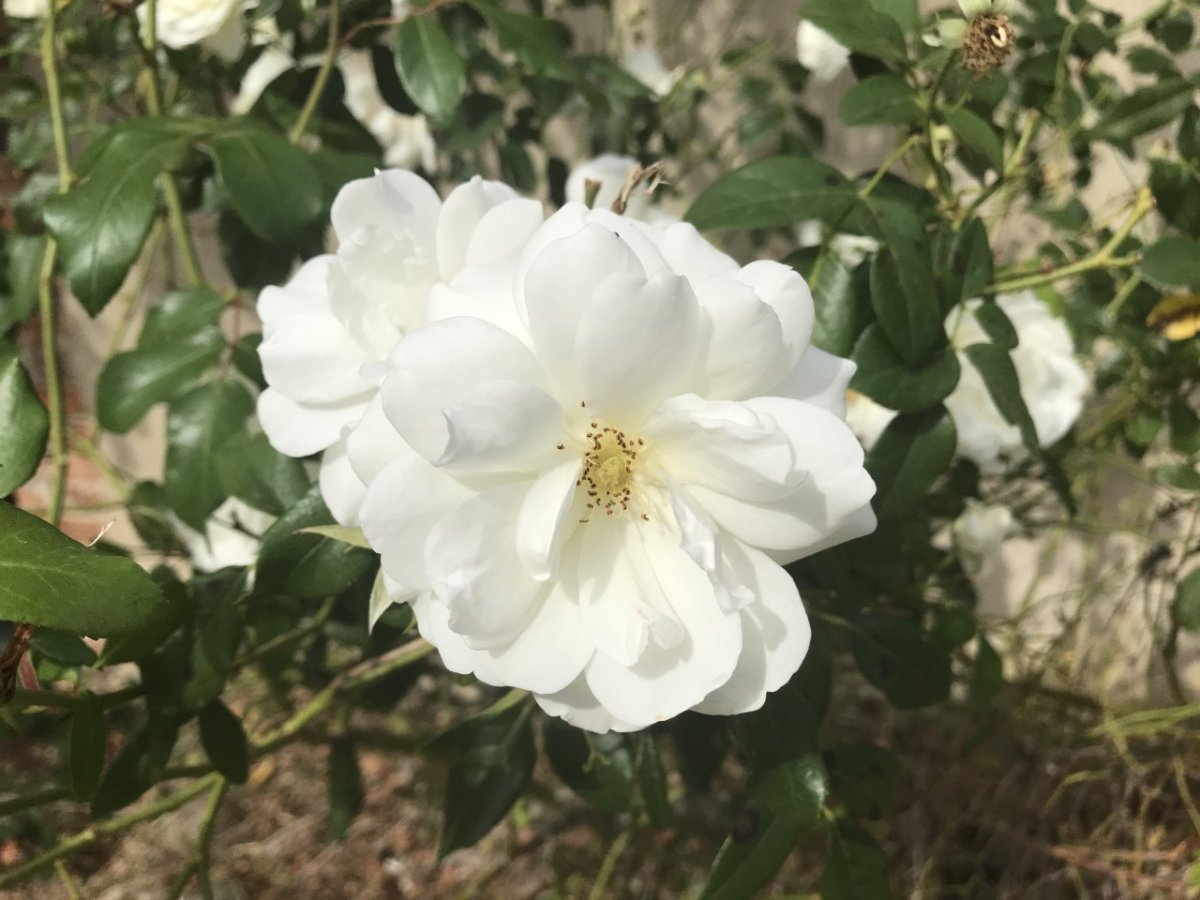 Роза парковая Шнеевиттхен - фото 5