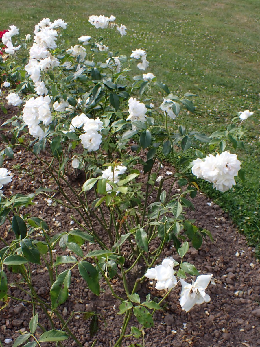 Роза парковая Шнеевиттхен - фото 11