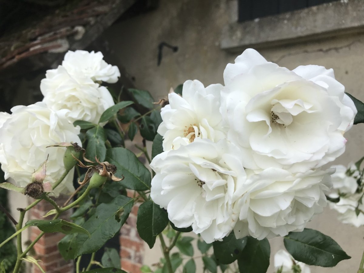 Роза парковая Шнеевиттхен