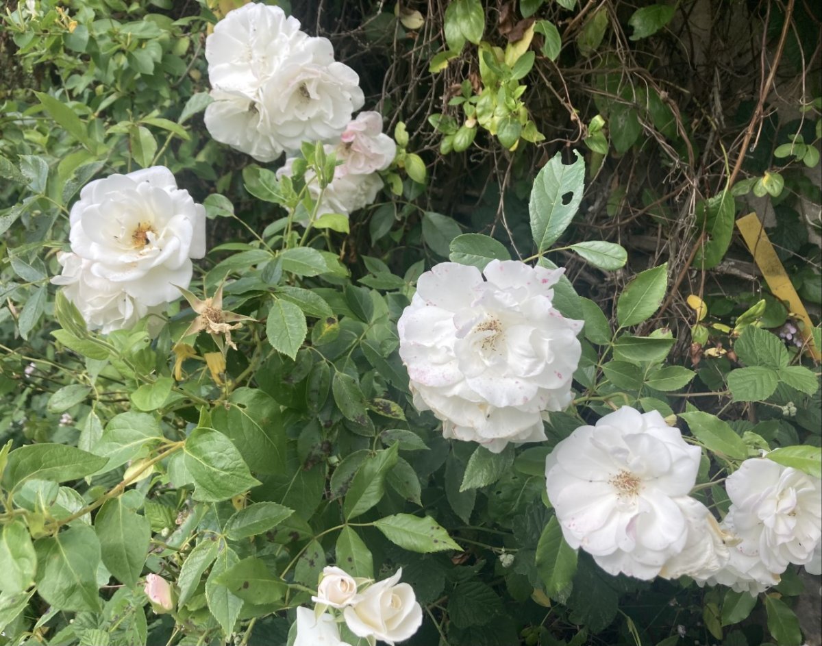 Роза парковая Шнеевиттхен - фото 3