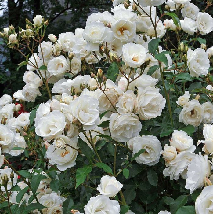 Роза парковая Шнеевиттхен