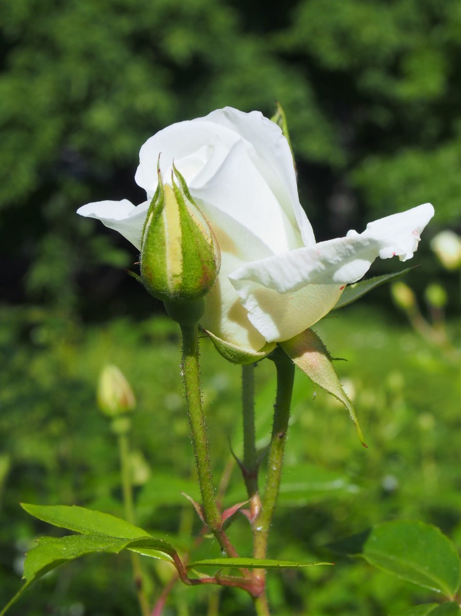 Роза парковая Шнеевиттхен - фото 8