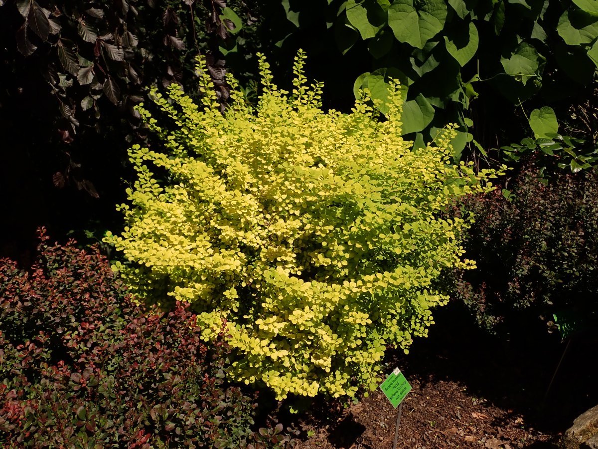 Барбарис Тунберга Ауреа