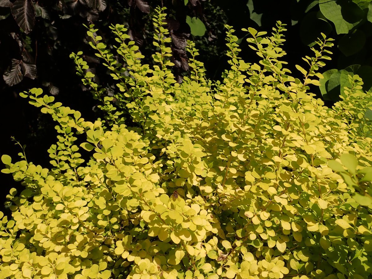 Барбарис Тунберга Ауреа - фото 4