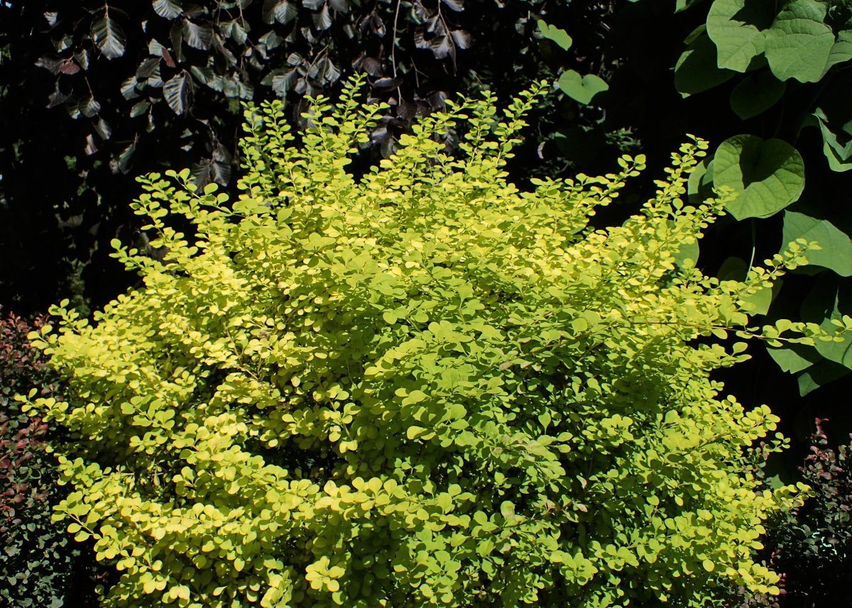 Барбарис Тунберга Ауреа - фото 3