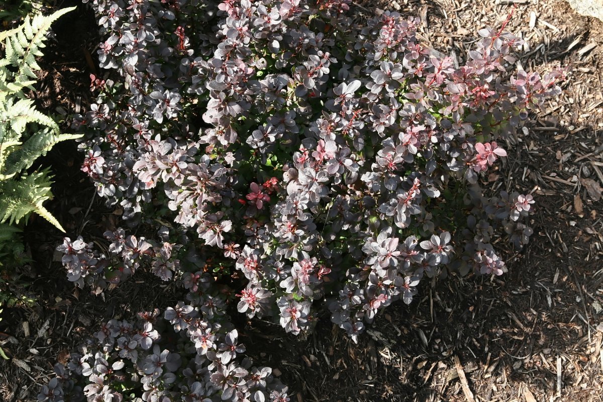 Барбарис Тунберга Конкорд