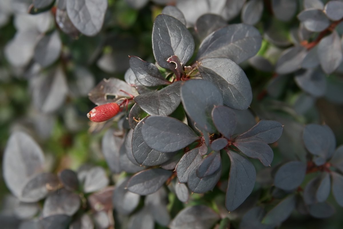 Барбарис Тунберга Конкорд - фото 3