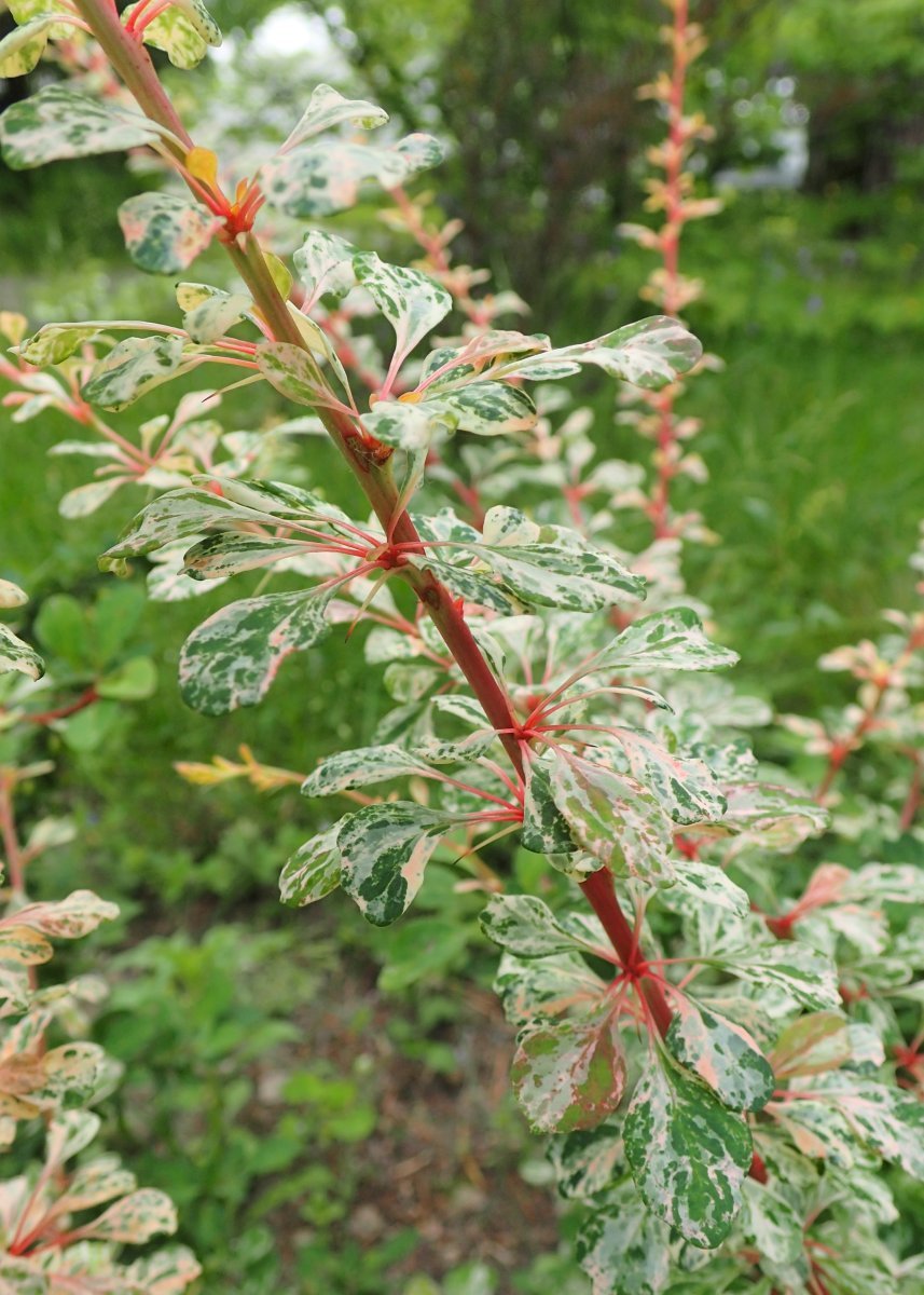 Барбарис Тунберга Наташа - фото 8