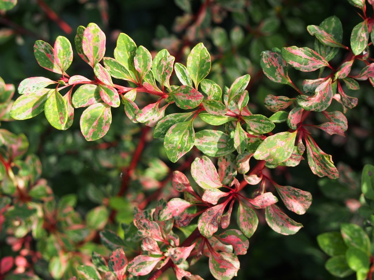 Барбарис Тунберга Наташа