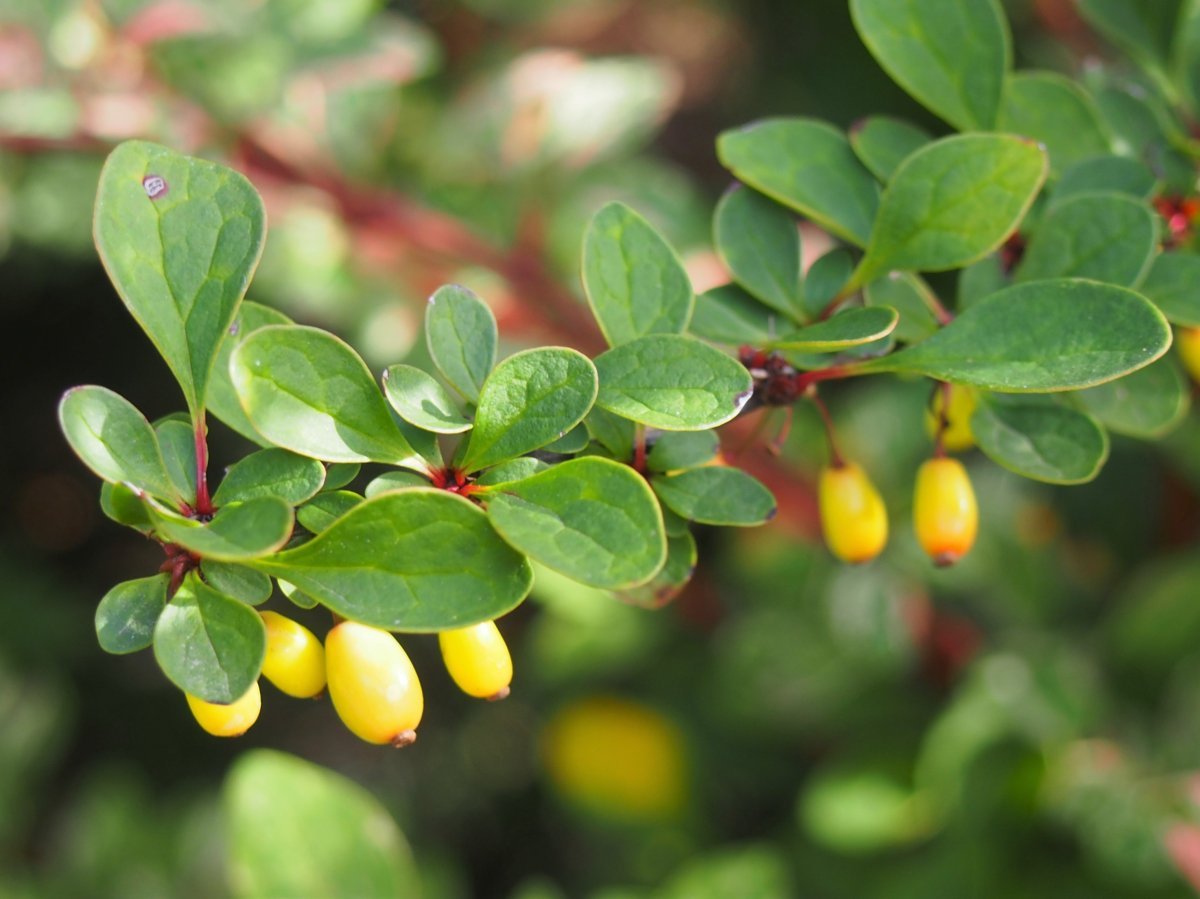 Барбарис Тунберга Наташа - фото 5