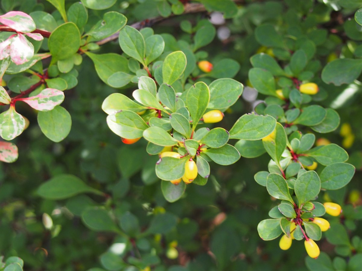 Барбарис Тунберга Наташа - фото 4