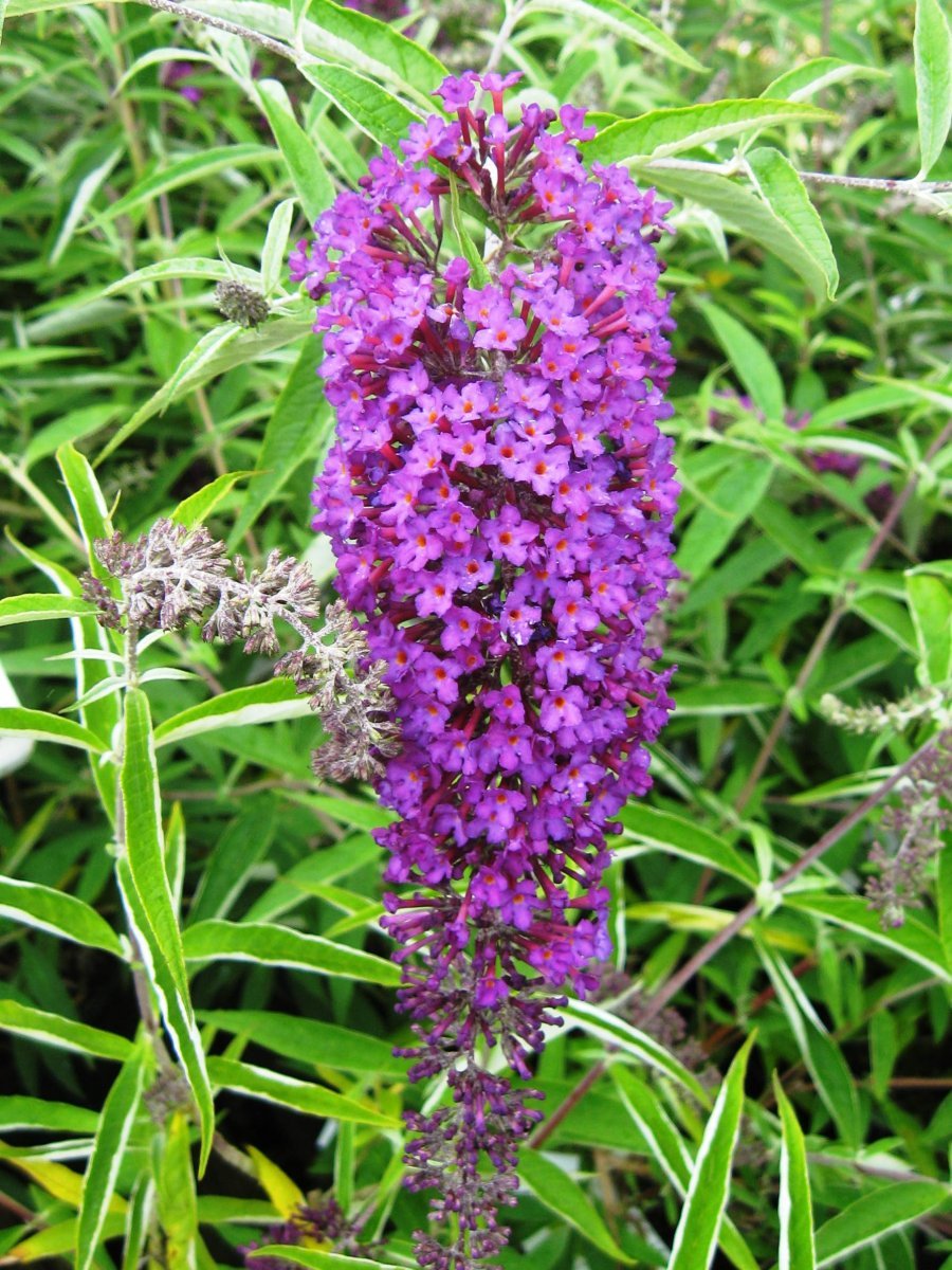 Буддлея Давида Нано Пурпл