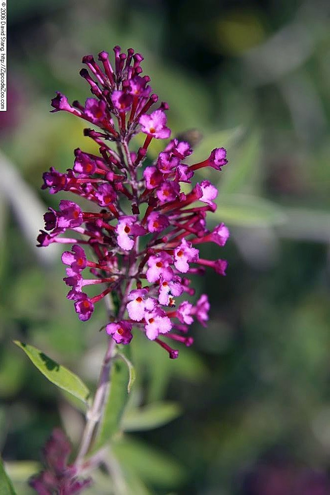 Буддлея Давида Нано Пурпл - фото 2