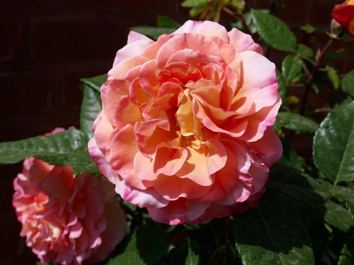 Роза чайно-гибридная Августа Луиза - фото 11