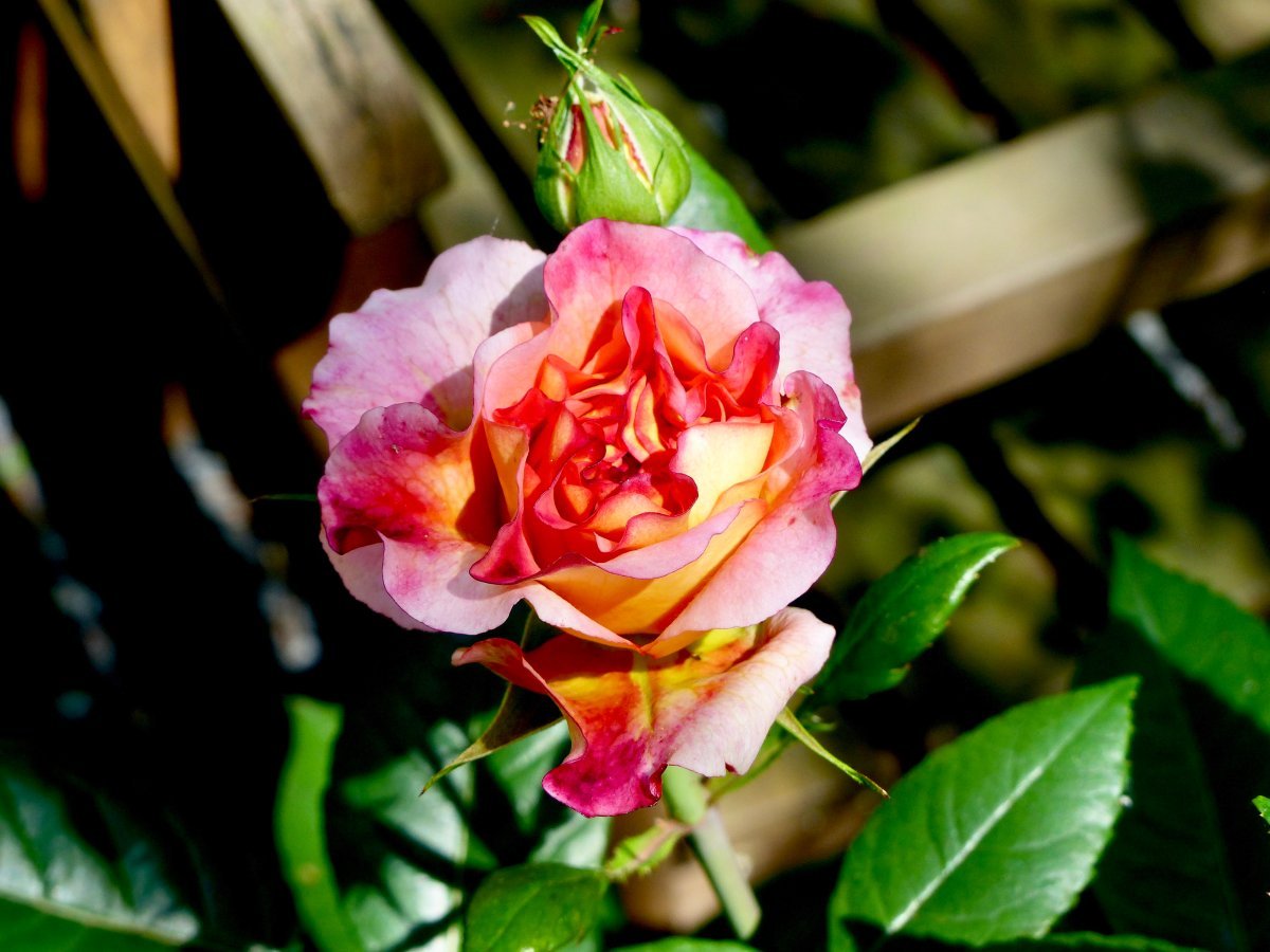 Роза чайно-гибридная Августа Луиза - фото 6