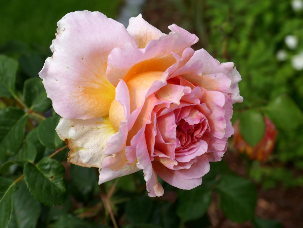 Роза чайно-гибридная Августа Луиза - фото 10