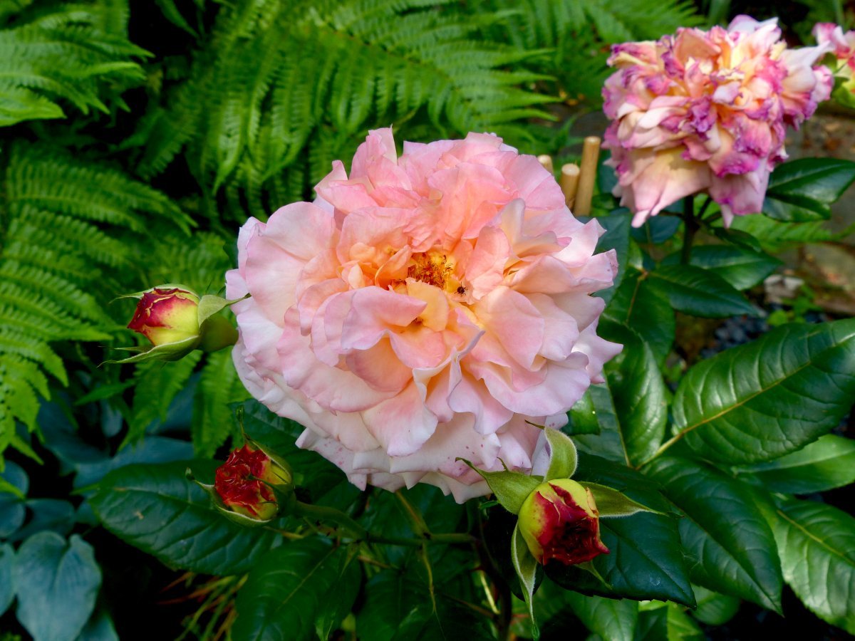 Роза чайно-гибридная Августа Луиза - фото 3