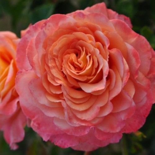 Роза чайно-гибридная Августа Луиза