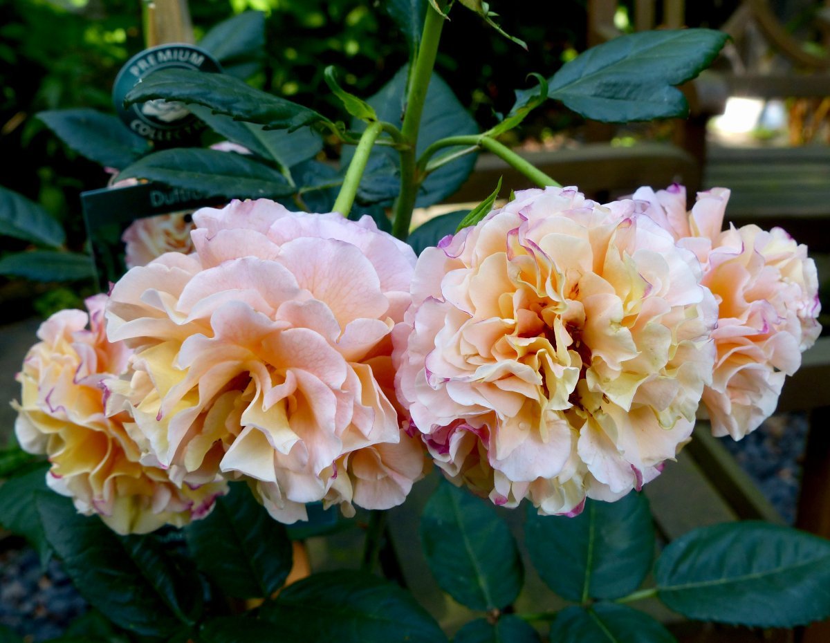 Роза чайно-гибридная Августа Луиза - фото 4