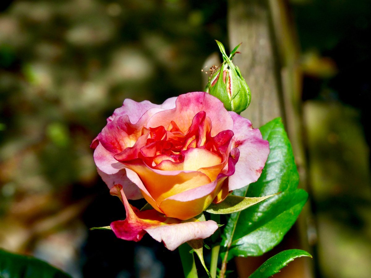 Роза чайно-гибридная Августа Луиза - фото 7