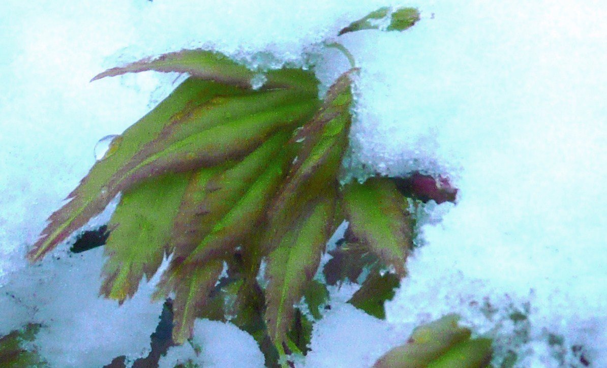 Клен Оранж Дрим