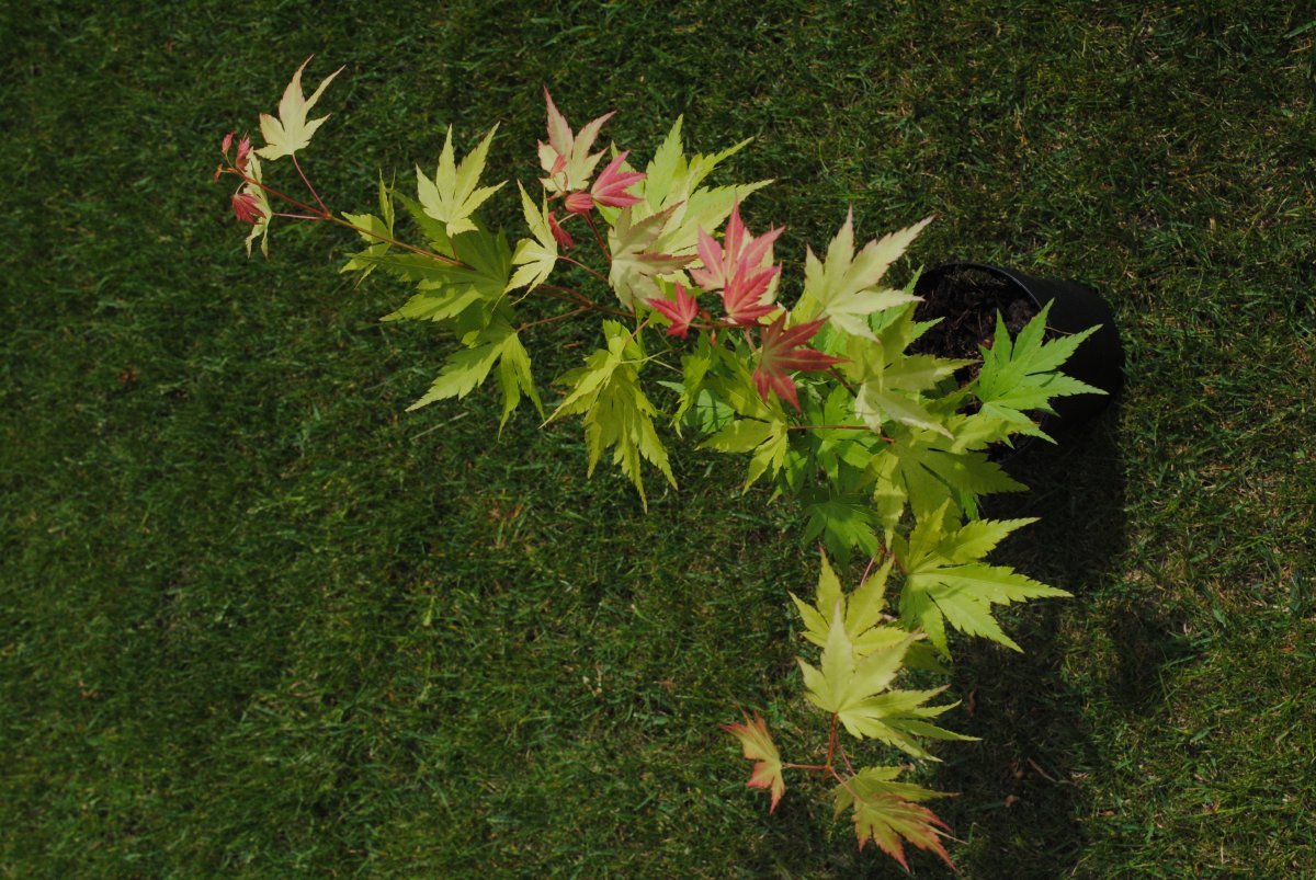 Клен Оранж Дрим - фото 4