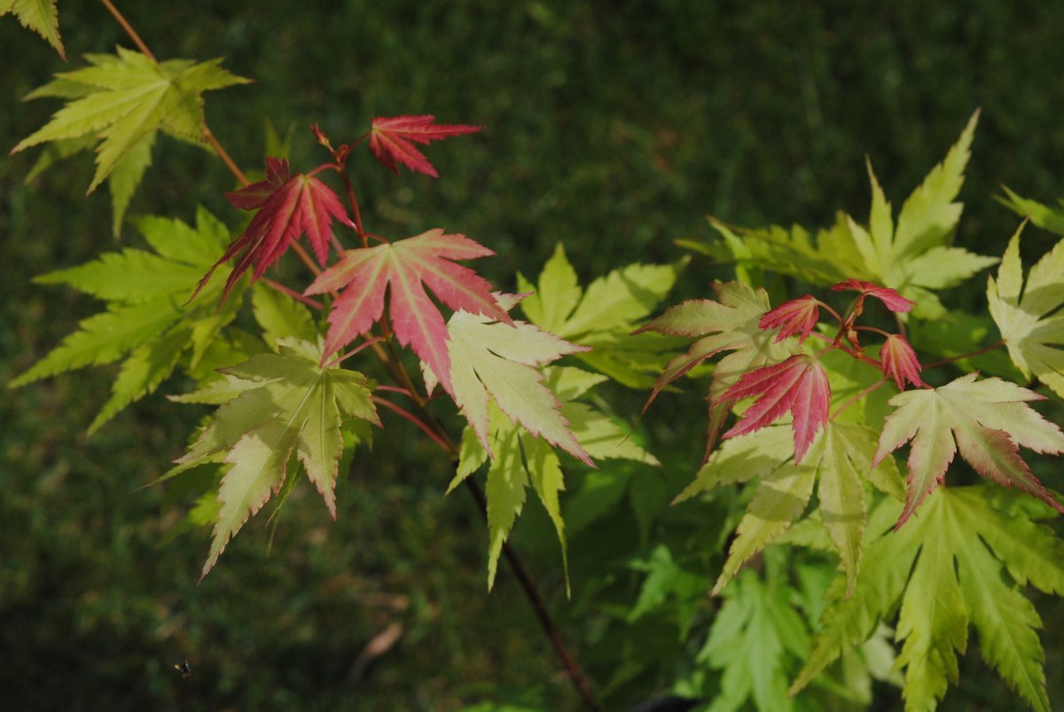 Клен Оранж Дрим - фото 6