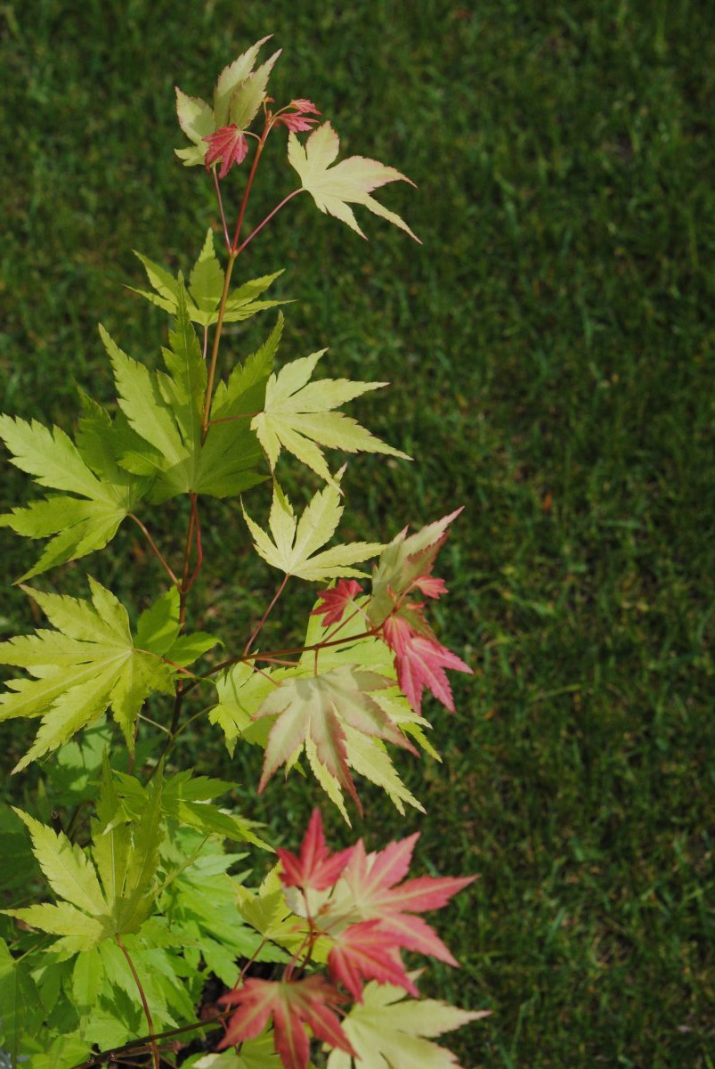 Клен Оранж Дрим - фото 3