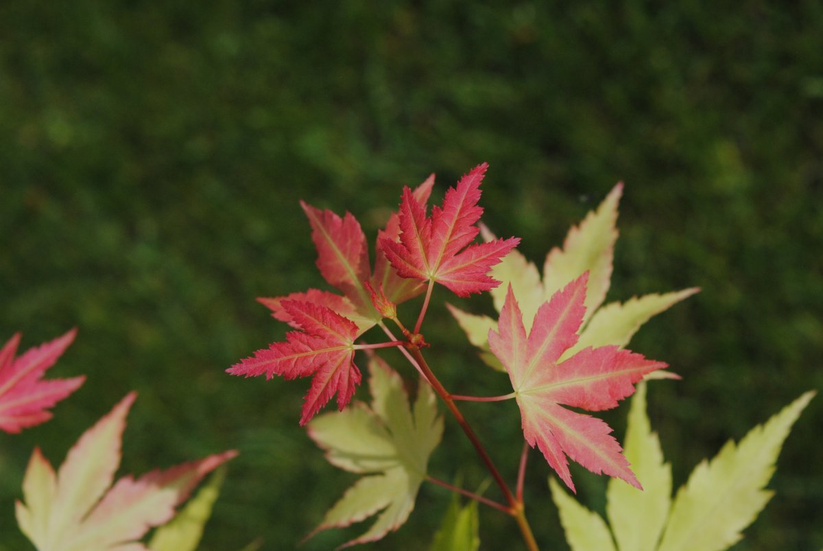 Клен Оранж Дрим - фото 7