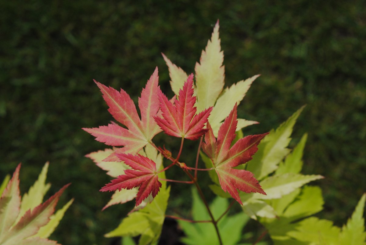 Клен Оранж Дрим - фото 9