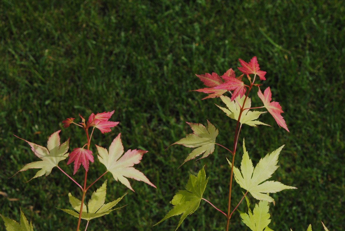 Клен Оранж Дрим - фото 8