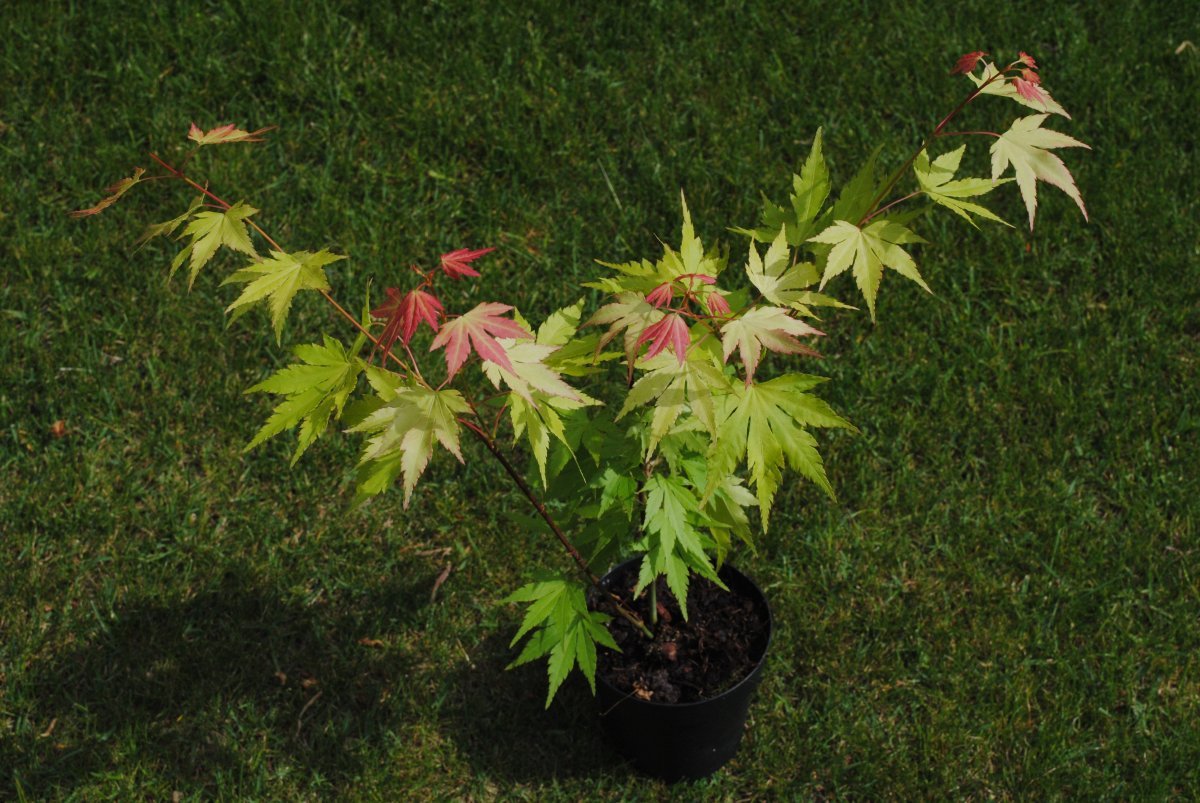 Клен Оранж Дрим - фото 5