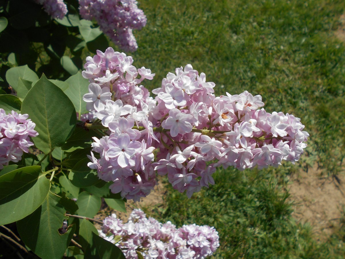 Сирень Бель де Нанси махровая - фото 2