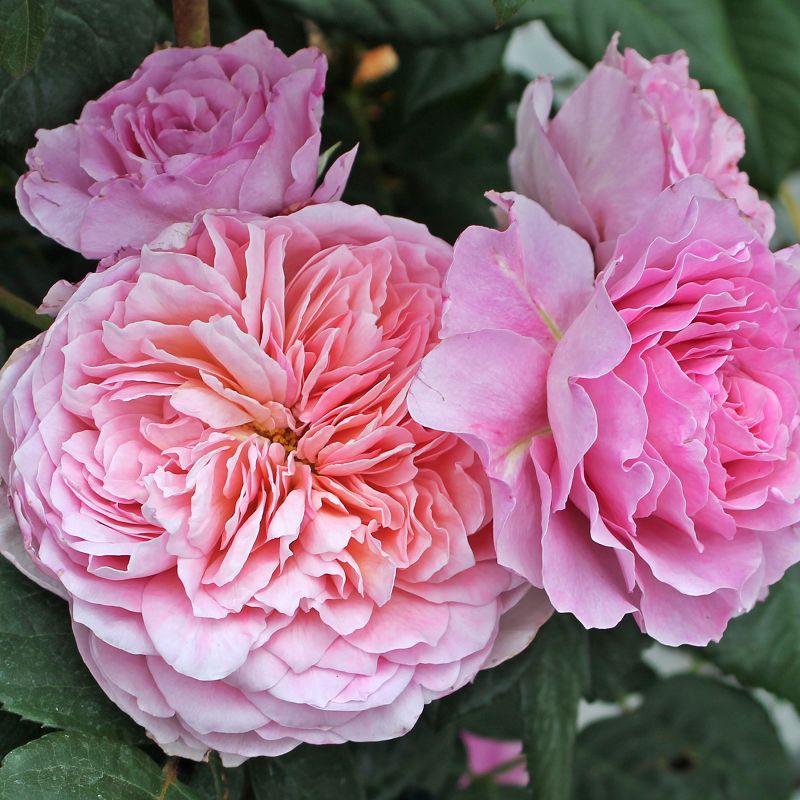 Роза чайно-гибридная Айсфогель