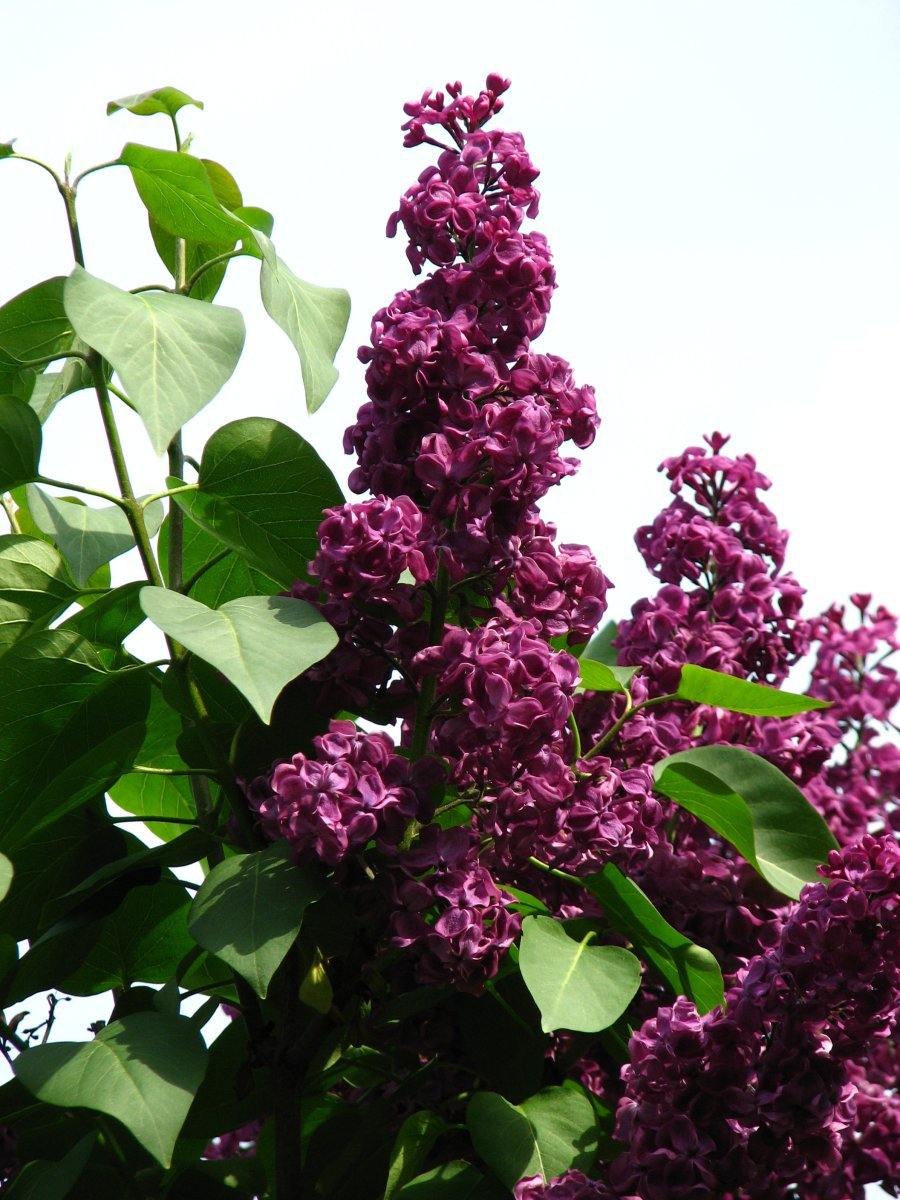 Сирень Красная Москва - фото 2