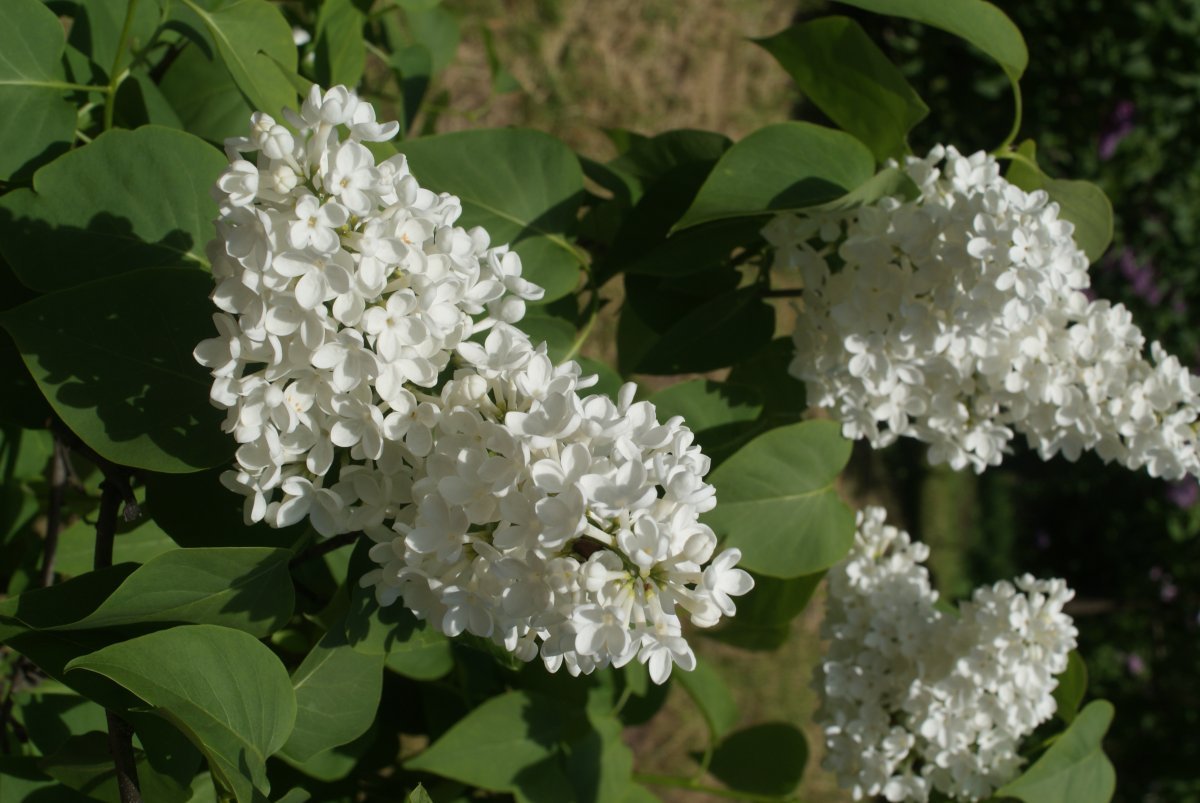 Сирень Лебедушка