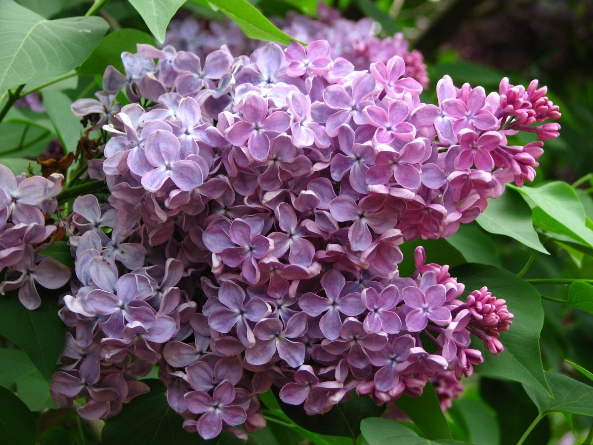 Сирень Мечта - фото 3