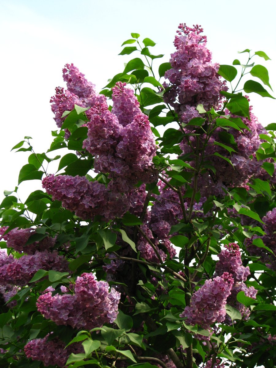 Сирень Мечта - фото 4